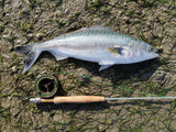 8'3" #6 (S-Glass) High Quality Oracles Glass 4pcs Fly Rod, Beautiful Color